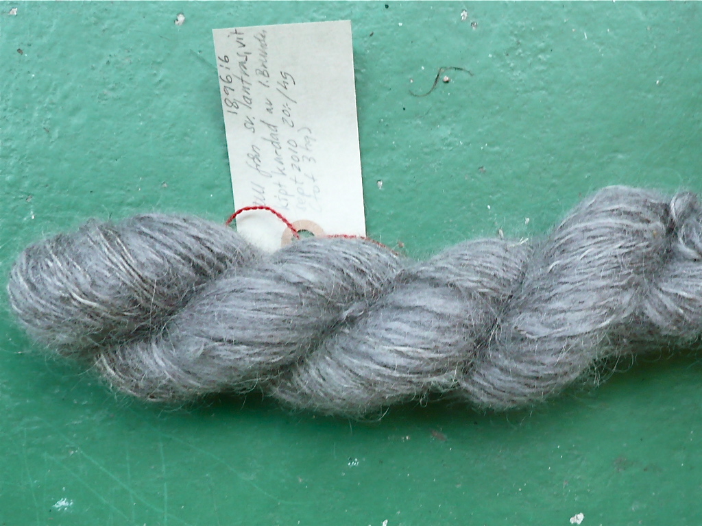 Mushroom_dyeing_Tapinella_atrotomentosa_2011-09-16.jpg