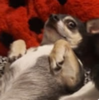 pupper.png