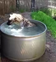 1580575440784.webm